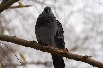 Curious pigeon is looking straight at the camera.