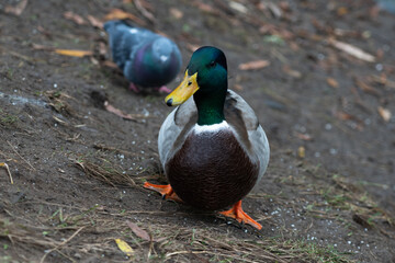 Close up of a duck.