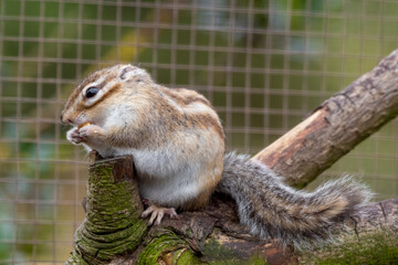 Chipmunk Sat in a Tree Feeding