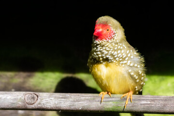 Star Finch Resting on a Perch