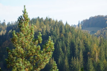 Fototapeta na wymiar Green mountains covered with conifers