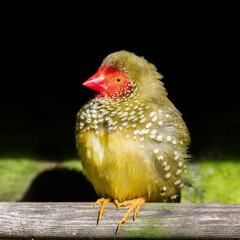 Star Finch Resting on a Perch