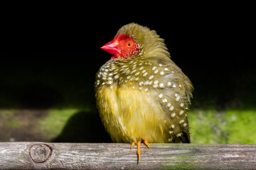 Star Finch Resting on a Perch