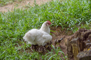 white chicken in the grass