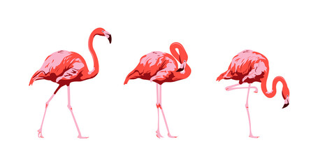 Set flamingos. Animal of africa and tropics. Bird on white background. Фламинго