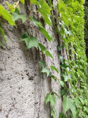 ivy on the wall