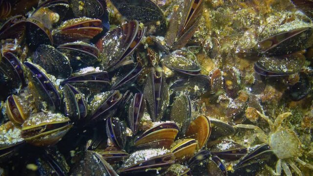 Close-up, clam shells on the seabed. Mediterranean mussel (Mytilus galloprovincialis). Black Sea