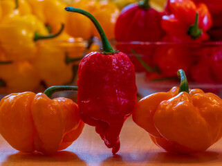 Hot Chili collection after harvesting from plant in fresh condition