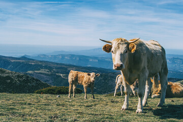 Portrait of a white cow and a calf looking at camera in the heights