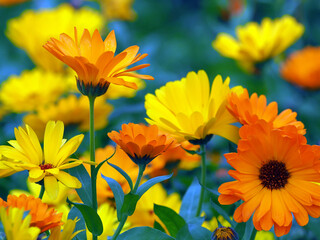 Marigold flowers