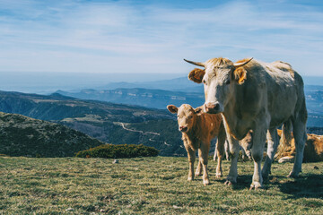 Fototapeta na wymiar Portrait of a white cow and a calf looking at camera in the heights