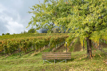Herbst in den Weinbergen bei Birkweiler