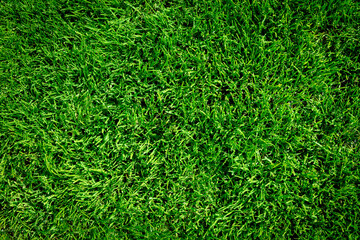 Fototapeta premium Background of green grass field or green grass pattern and texture (high details)