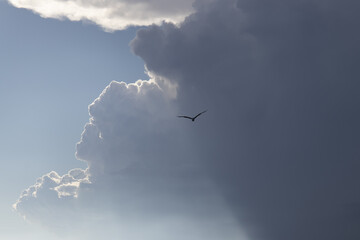 
gabbiano che vola in mezzo al cielo