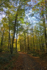 Obraz premium Waldweg im Herbst