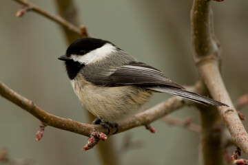 Chickadee Perched on Small Branch in Winter