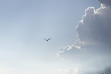 
gabbiano che vola in mezzo al cielo