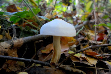 weißer Pilz im Wald