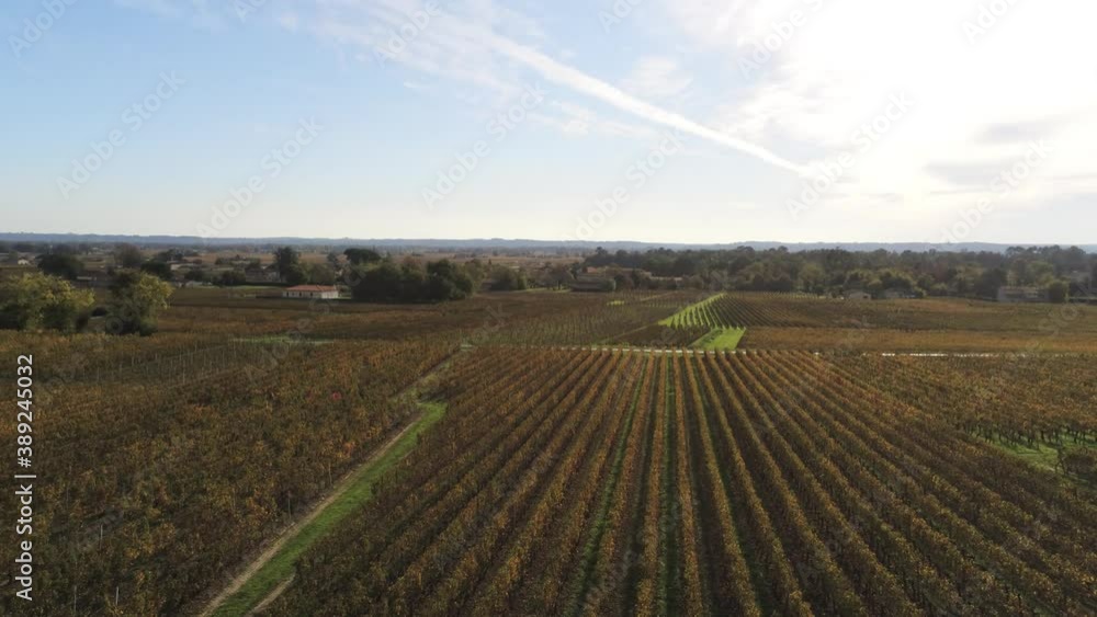 Wall mural Vignes de Saint-Émilion en Gironde, vue aérienne en automne