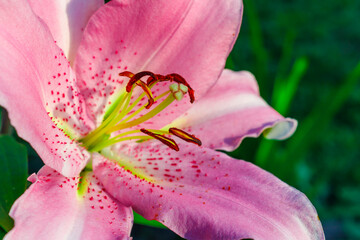 Fototapeta premium Pink flower Lily variety Josephine close-up on a green background. A summer flower. Hello summer