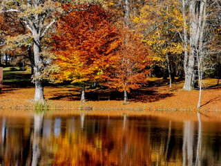 Lakeshore in Autumn with colorfull trees and reflection
