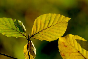 Obraz premium farbige Herbstblätter
