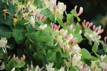 Flowering perfoliate