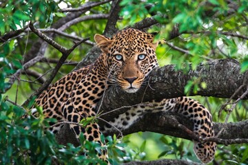 Portrait de léopard adulte sur un arbre aux yeux bleus. Kenya, Afrique.
