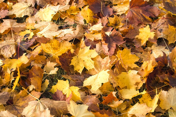 Herbstlaub