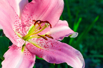 Fototapeta na wymiar Pink flower Lily variety Josephine close-up on a green background. A summer flower. Hello summer