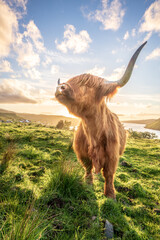 Vache Highland en Ecosse profitant du soleil.