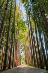 Empty path through a bamboo alley at the bamboo forest