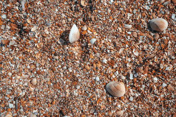 Beach covered with seashells, background image of seashells, closely photographed