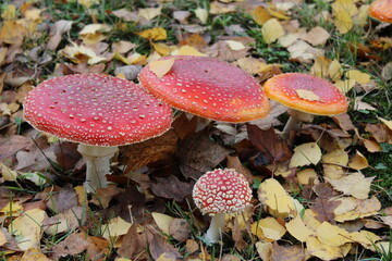 Fliegenpilze groß und klein