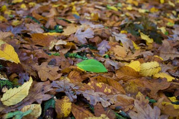 Braune Blätter 