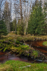 Obraz premium Jezerni creek in autumn color morning with red water and green beautiful forest