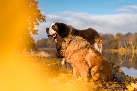 Two giant breed dogs posing in fall landscape 