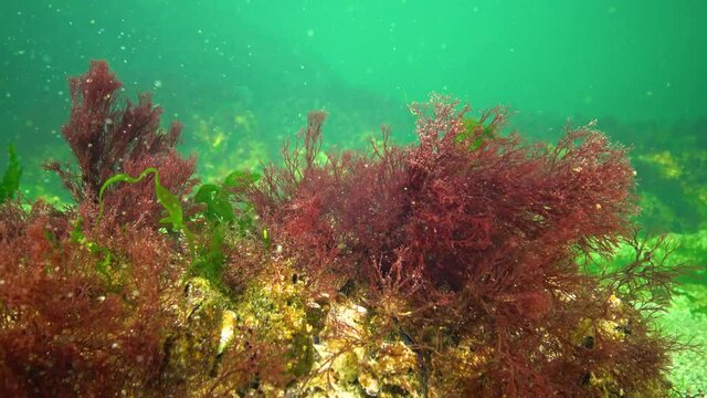 Algae of the Black Sea. Red and Green algae (Ceramium, Ulva, Enteromorpha) on the seabed in the Black Sea