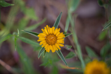 Beautiful macro yellow natural flower