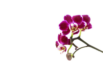 Purple orchid flower, phalaenopsis or falah on a white background. Selective focus. There is a place for your text.