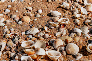 Beach covered with seashells, background image of seashells, closely photographed