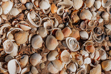 Beach covered with seashells, background image of seashells, closely photographed