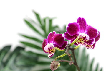 Purple orchid flower, phalaenopsis or falah on a white background. Selective focus. There is a...