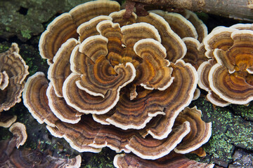 Turkey-tail