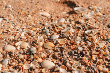 Beach covered with seashells, background image of seashells, closely photographed