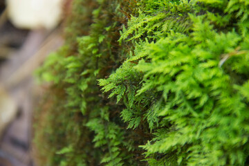 Stairstep Moss