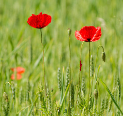 Coquelicots dans un champ de céréales à Chichilianne, France