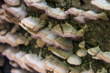 Violet-toothed Polypore