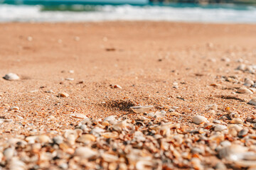 Fototapeta na wymiar Beach covered with seashells, background image of seashells, closely photographed