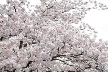 恩田川の桜